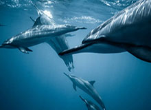 开云体育官网-即将对阵热那亚，尤文官方发布此前交锋集锦